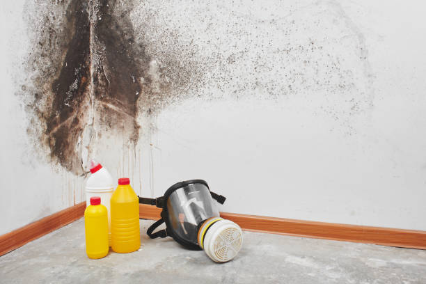 Best Commercial Mold Removal  in Paramus, NJ