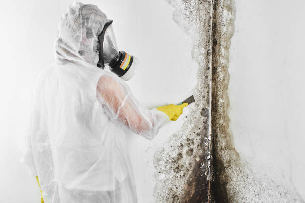 Best Local Mold Removal Service  in Paramus, NJ