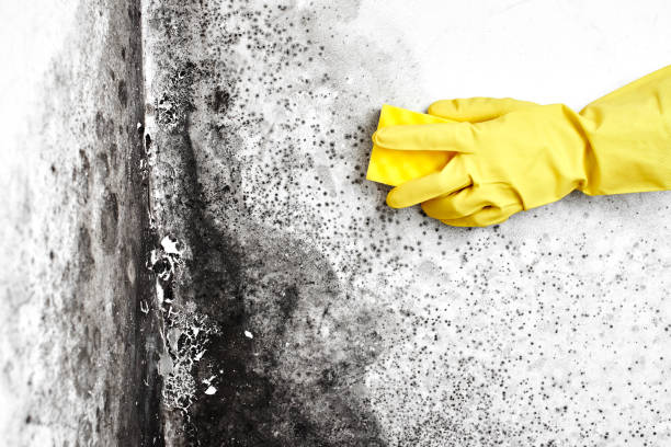 Best Attic Mold Removal  in Paramus, NJ