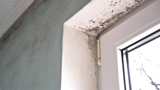 Best Mold Cleaning Services  in Paramus, NJ