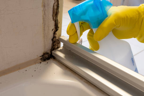 Best Attic Mold Removal  in Paramus, NJ