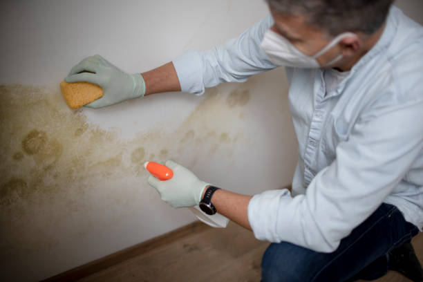  Paramus, NJ Mold Removal Pros