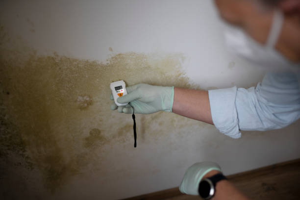 Best Local Mold Removal Service  in Paramus, NJ