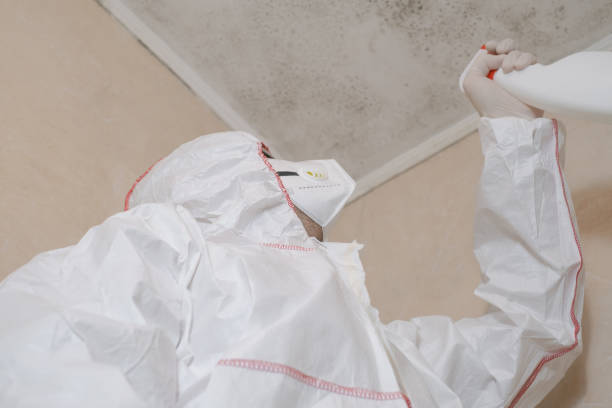Best Best Mold Removal Companies  in Paramus, NJ
