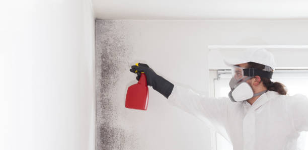 Best Office Mold Removal Services  in Paramus, NJ