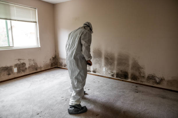 Best Mold Cleaning Services  in Paramus, NJ