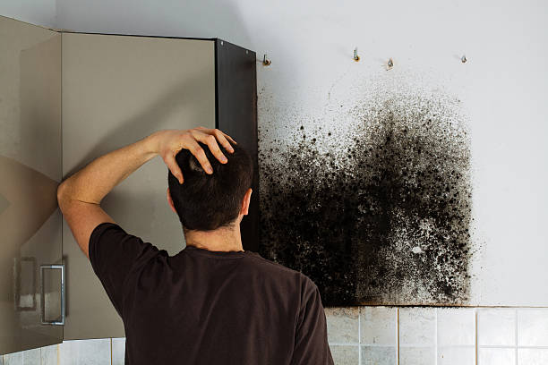 Best Home Mold Removal  in Paramus, NJ
